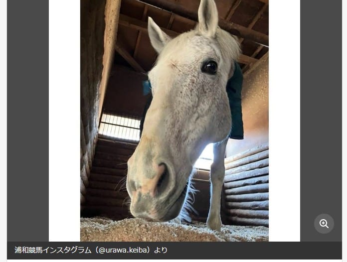 浦和競馬を支え続けた誘導馬アールルイスの突然の訃報に寄せて