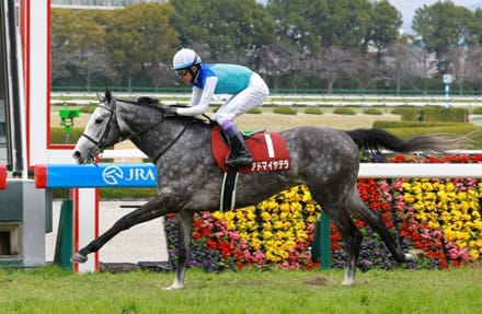 【歴史更新の瞬間】アドマイヤテラが阪神大賞典をレコード圧勝！武豊“デビュー40年連続JRA重賞制覇”の偉業を徹底解説